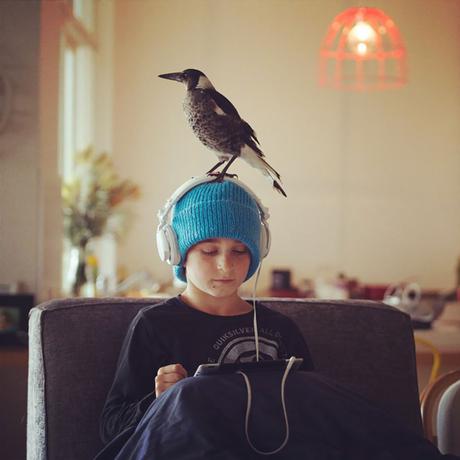 Rescued Magpie Becomes Lifelong Friend with the Family Who Saved Her Life penguin-magpie-rescue-friendship-bloom-family-australia-20