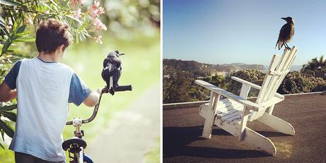 Rescued Magpie Becomes Lifelong Friend with the Family Who Saved Her Life penguin-magpie-rescue-friendship-bloom-family-australia-24
