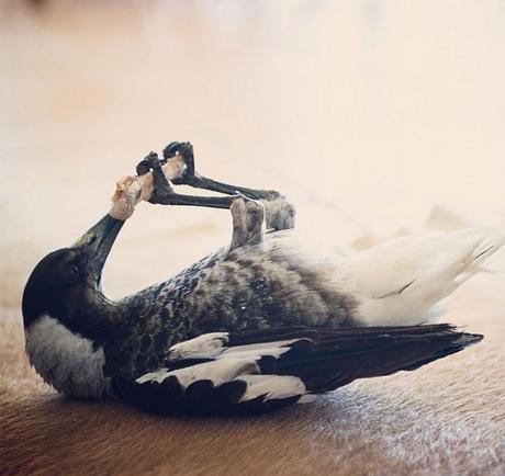 Rescued Magpie Becomes Lifelong Friend with the Family Who Saved Her Life penguin-magpie-rescue-friendship-bloom-family-australia-7