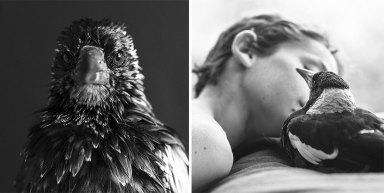 Rescued Magpie Becomes Lifelong Friend with the Family Who Saved Her Life MAGPIE FRONTAL