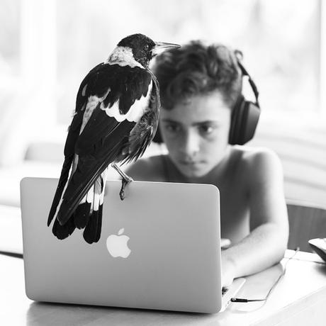Rescued Magpie Becomes Lifelong Friend with the Family Who Saved Her Life penguin-magpie-rescue-friendship-bloom-family-australia-11