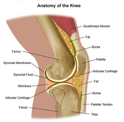 anatomy-knee