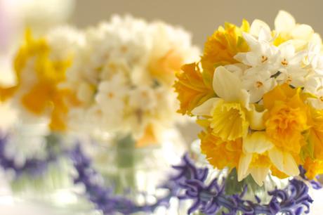 Daffodil-Bouquet