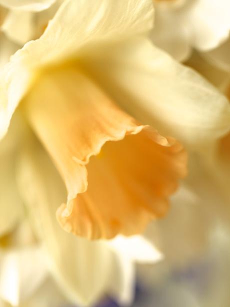 Daffodil-Bouquet