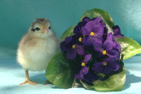 chick with flowers