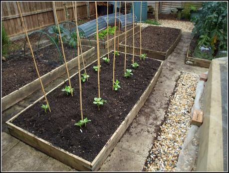 Planting, more planting and some sowing...