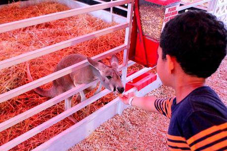 Fun at the Fair Fun at the Fair