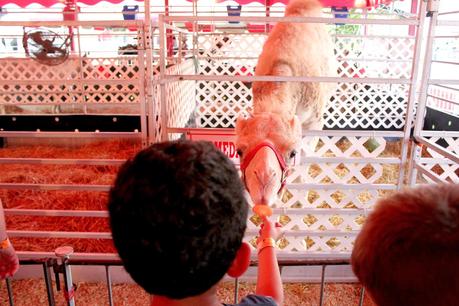 Fun at the Fair Fun at the Fair