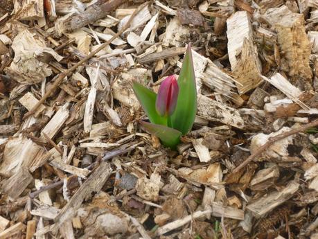 Hills, Holes and Buried Daffs