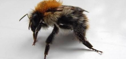 One in ten European wild bee species face extinction