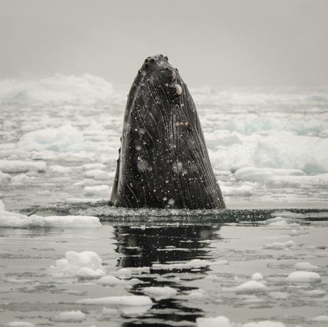 Curious Humpback Whale