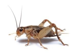 Are Crickets The Next Big Thing?