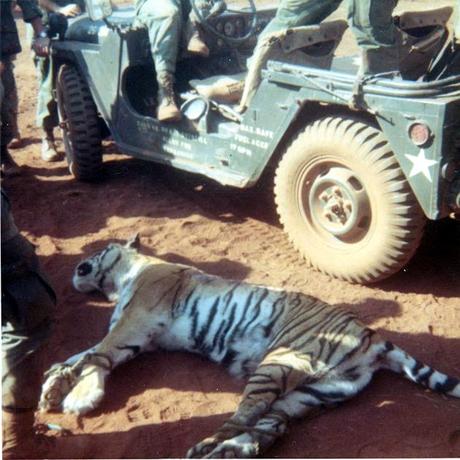 Vietnam war and tiger stories