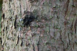 Picea koraiensis Bark (01/03/2015, Kew Gardens, London)
