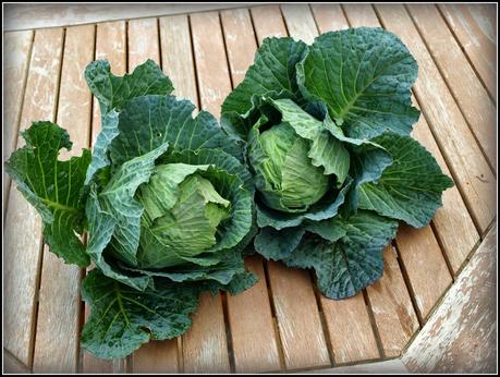 Harvest Monday - 30 March 2015 Harvest Monday - 30 March 2015