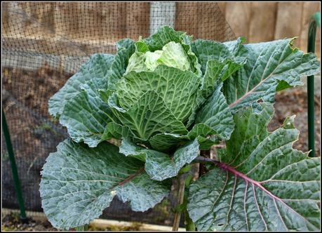 Harvest Monday - 30 March 2015 Harvest Monday - 30 March 2015