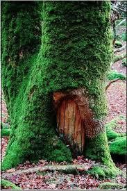 Image result for little doors on trees