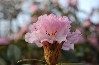 Rhododendron 'Christmas Cheer' Flower (15/03/2015, Isabella Plantation, Richmond Park, London)
