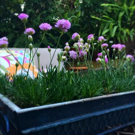 Hello Gratitude! Hello Gratitude!