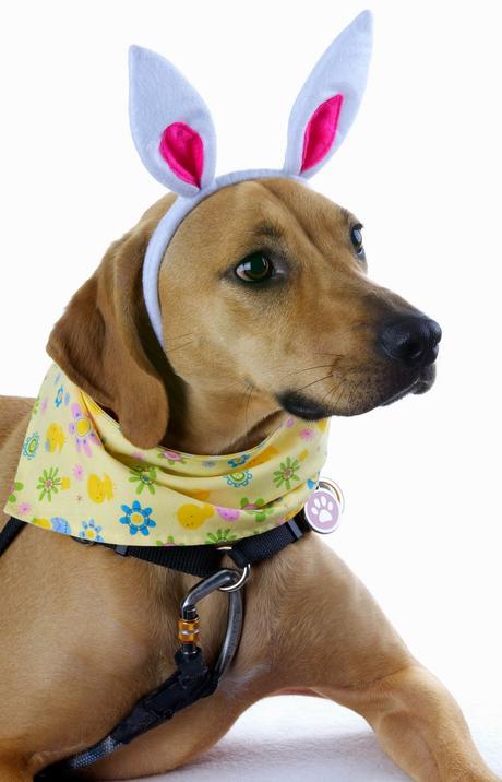 Easter pets: All Easter headlines and photos on Paws For Reaction