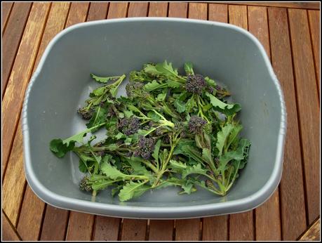 Harvest Monday - 6 April 2015 Harvest Monday - 6 April 2015