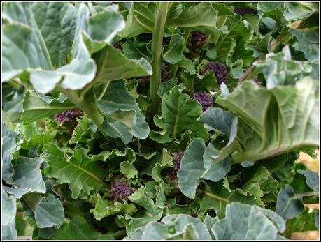 Harvest Monday - 6 April 2015 Harvest Monday - 6 April 2015