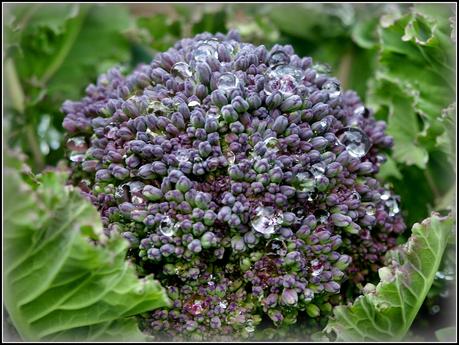 Harvest Monday - 6 April 2015 Harvest Monday - 6 April 2015