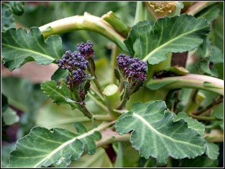 Harvest Monday - 6 April 2015 Harvest Monday - 6 April 2015