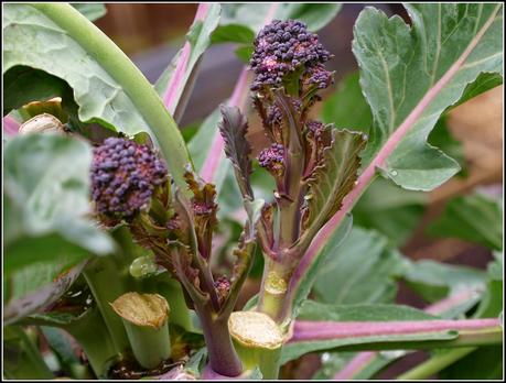 Harvest Monday - 6 April 2015 Harvest Monday - 6 April 2015