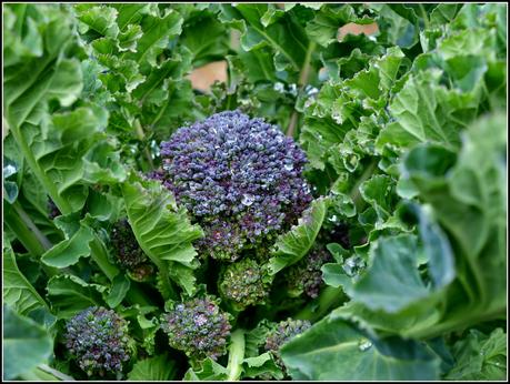 Harvest Monday - 6 April 2015 Harvest Monday - 6 April 2015
