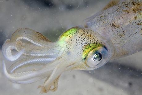 white-squid