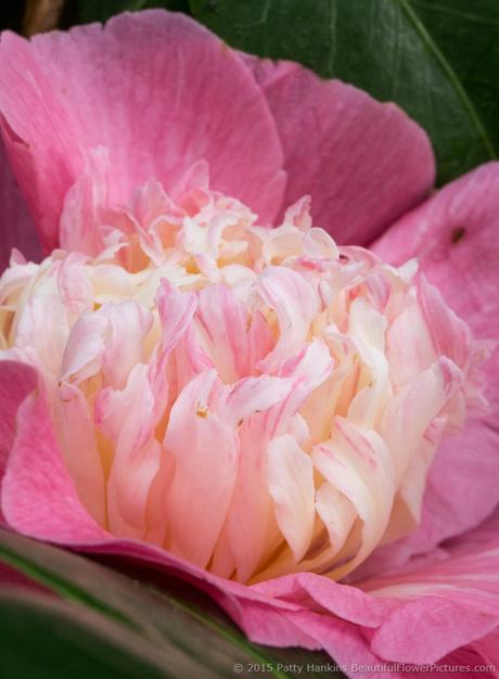 Harlequin Japanese Camellia © 2015 Patty Hankins 