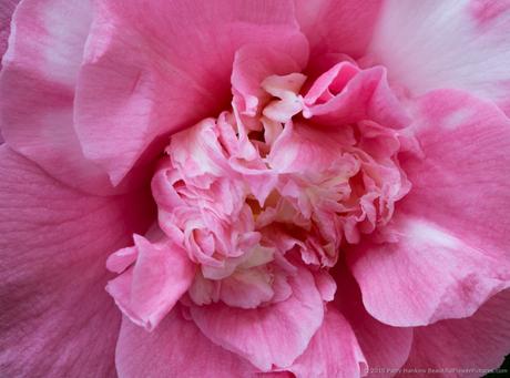 Elengans Japanese Camellia © 2015 Patty Hankins 