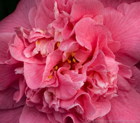 Wildwood Japanese Camellia © 2015 Patty Hankins 