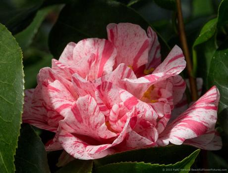 Mrs. Nellie Eastman Japanese Camellia © 2015 Patty Hankins 
