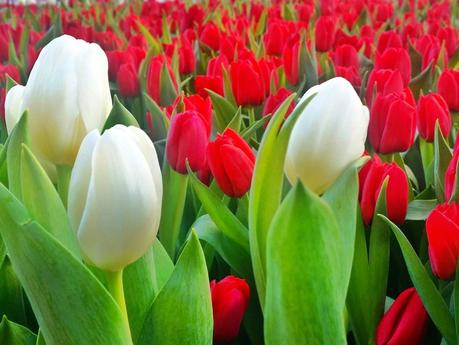 Tulips inspire spring fever in me.