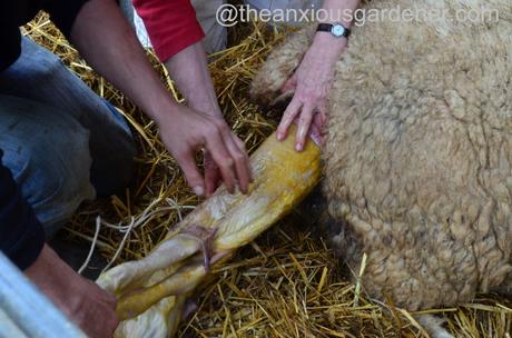 Ewe lambing (7)