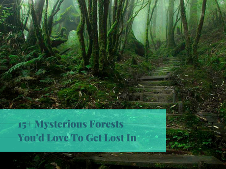 Tea around the world, amazing forests, and finding the hidden spots in a city Tea around the world, amazing forests, and finding the hidden spots in a city