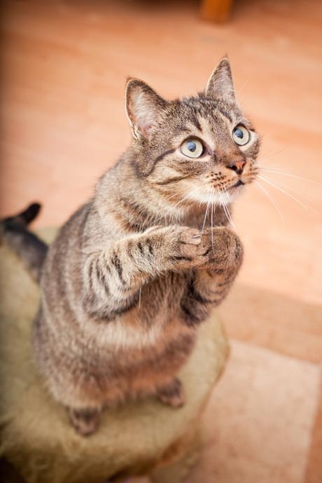 A-Z of Cats: J is for Juvenile (#AtoZChallenge) A-Z of Cats: J is for Juvenile (#AtoZChallenge)
