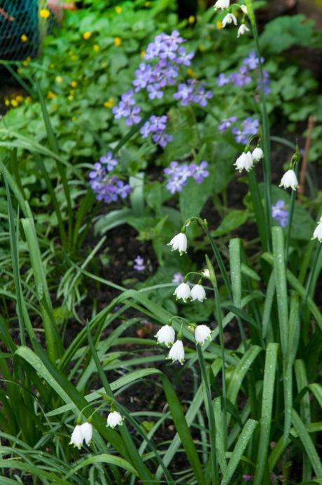 Lunaria ‘Corfu Blue’ Leucojum and lunaria