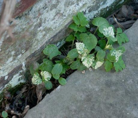 Lunaria ‘Corfu Blue’ Green leaved and Variegated Honesty in a crack