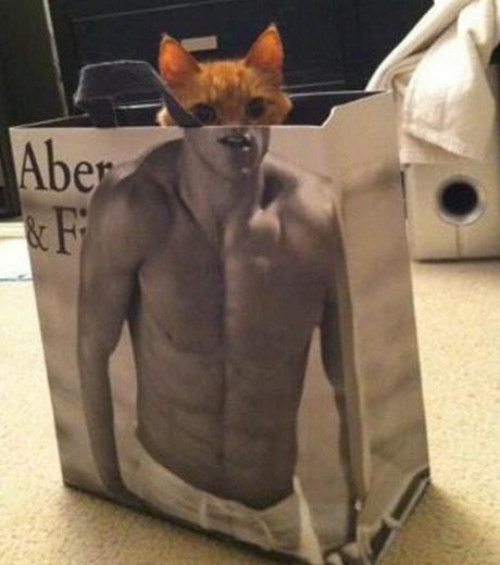 Top 10 Images of Abercrombie Cats