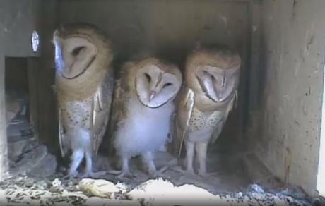 We have baby owls! On doorstep, in bird bath, and live owl cam! live owl cam