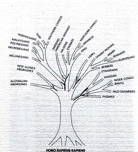 What Race Are the People of India? Race tree.