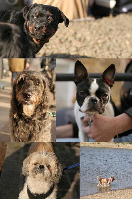 Sunday Postcards: Boat Race Furry Spectators Dogs Mood Board FAF