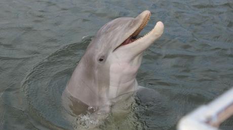 7 Fun Things to Do in Gulf County, Florida Dolfins