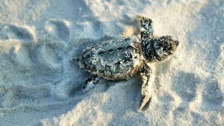 7 Fun Things to Do in Gulf County, Florida Swim with the Sea Turtles