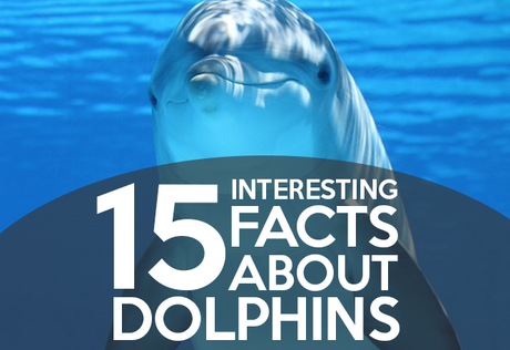 15 Interesting Facts About Dolphins - Paperblog