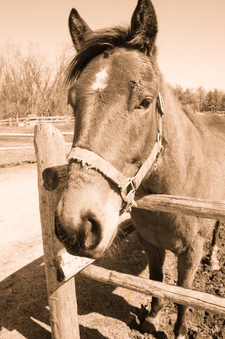 horseback_riding_wildwood_manor_ranch_april_2015_3