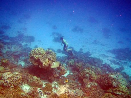 Glorious underwater life in Maldives IMG_7040